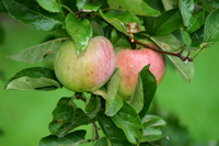 Photograph of two green turning red apples ripening in a tree
